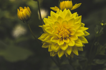 Yellow dahlias in the Park on a blurred background