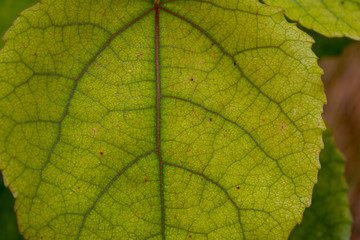 Naklejka na ściany i meble Close up, green leaf texture as green nature abstract background