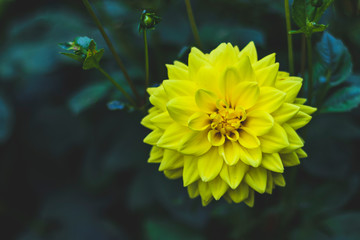 Yellow dahlias in the Park on a blurred background