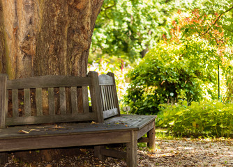 wooden bench in autumn park