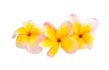 frangipani flowers isolated