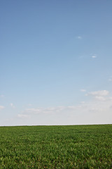 green field of grass and blue sky with clouds
