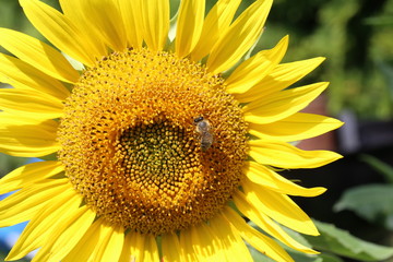 A bee sitting on a flower and collecting nectar