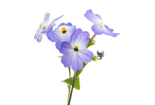 browllia flower isolated