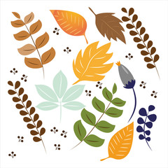 Set of colorful autumn leaves and berries. Beautiful fall with white background.  
