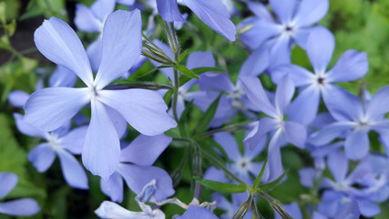 Flowers. Flowering plants. Floral background. Background for postcards. Bloom. Photo of flowering plants
