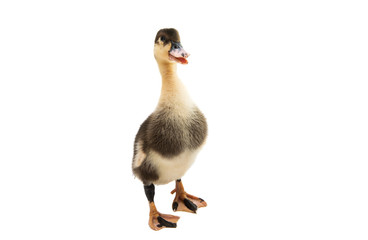 little geese isolated