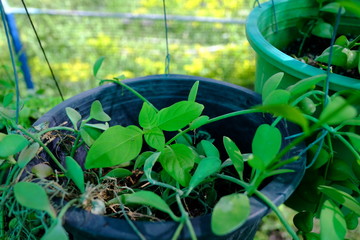 A huge amount of young Ornamental plants grow in a greenhouse in Thailand
