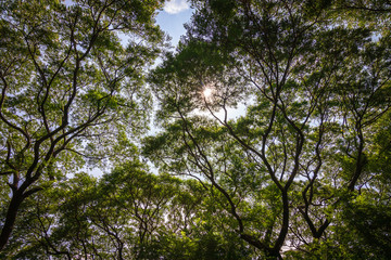 Under Big Rain tree with branch magnify; Samanea saman (Leguminosae), Minosoideae or East indian walnut background with sunlight.