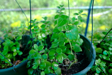A huge amount of young Ornamental plants grow in a greenhouse in Thailand