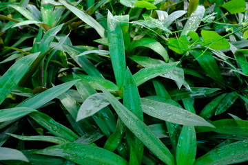 Obraz premium A huge amount of young Ornamental plants grow in a greenhouse in Thailand