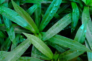 A huge amount of young Ornamental plants grow in a greenhouse in Thailand