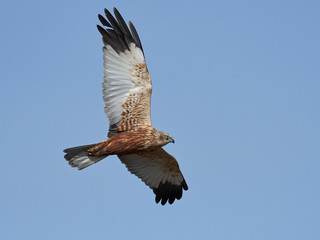 Western marsh harrier (Circus aeruginosus)