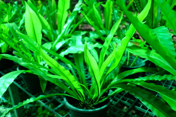 A huge amount of young Ornamental plants grow in a greenhouse in Thailand