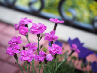 Small pink carnations close up on a blurry background with floor tiles, flowers and black decorative fencing.