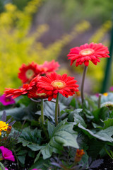 Red flower bunch in blooming flower garden 