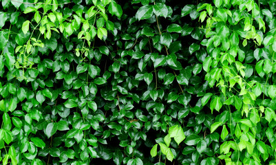 Tropical fresh leaves  background,top view,fresh