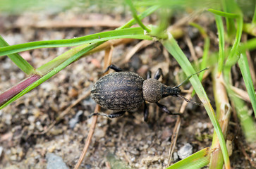 Brauner Rüsselkäfer am Boden
