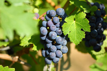 Grape cluster with blue dark berries hanging and ripening on a bush with leaves.