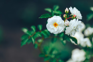 Beautiful white wild rose in green garden
