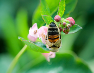 Biene an einer Blüte