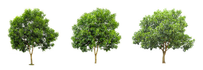 Three tree collections on a white background