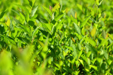 The leaves are green on the shrub branches side view with bokeh effect.