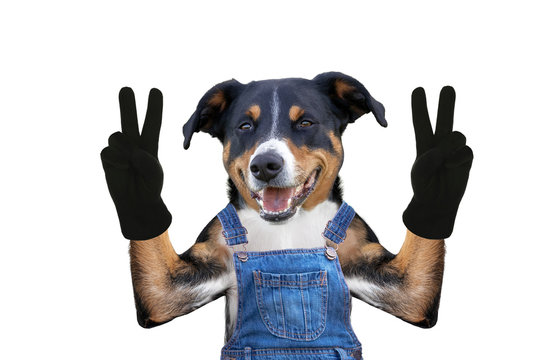 Dog in jeans dungarees. Isolated on white background