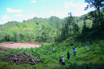 Group of farmers walking down the side of a mountain. Coffee and Plantain farm in Puerto Rico. Puerto Rican agriculture and farming. Anonymous farmers walking around a plantation. 