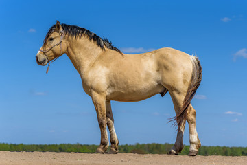 Obraz premium Portrait of a horse in full growth