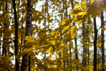 Colorful yellow maple leaves on the tree in autumn. Crown maple on a background of sun rays in autumn. Autumn foliage close-up bokeh.