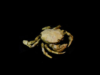 crab isolated on black background