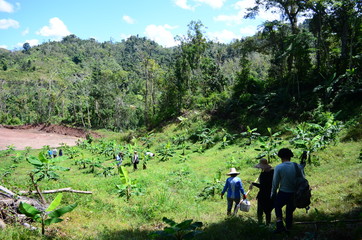 Group of farmers walking down the side of a mountain. Coffee and Plantain farm in Puerto Rico. Puerto Rican agriculture and farming. Anonymous farmers walking around a plantation. 