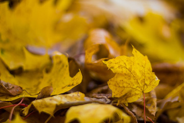 Lots of yellow autumn maple leaves on the ground close up on a Sunny day. leaf fall. Dry leaves underfoot.