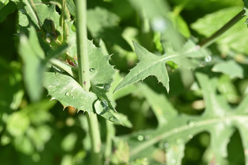 chardons vert eau sécheresse goutte rosée soleil
