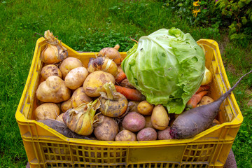 Autumn sketches of this autumn crop of vegetables.