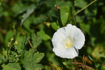 fleur liseron parasite blanc blanche