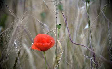 Fototapeta premium Leuchtender Mohn im getreidefeld