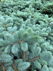 Blue spruce branches close-up background. Blurred focus.