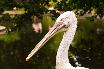 The head of a white pelican on a long neck and with a long beak