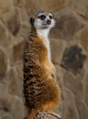Fototapeta premium Shaggy animal stands on its hind legs