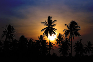 Obraz premium Coconut tree Silhouettes