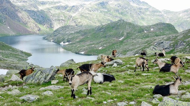 Ziegenherde in den Alpen, Dolomiten