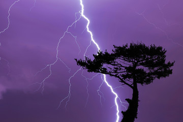 Tree and lightning bolt and storm, lightning bolt and thunderstorm at night