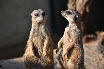 Suricate