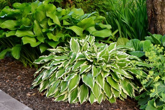Luxury hosta with green and white leaves in the garden close-up  