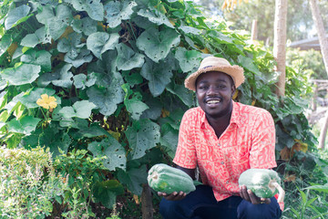 Naklejka na ściany i meble African farmer holding green papaya at organic farm