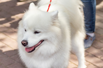 Fototapeta premium Dog samoyed on dogs exhibition