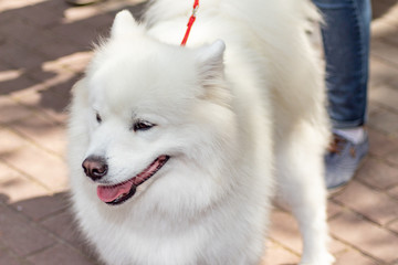 Dog samoyed on dogs exhibition