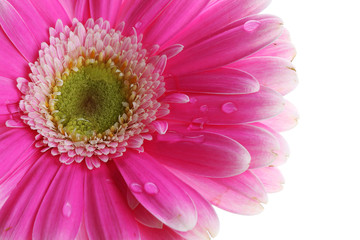 Abstract of colorful pink gerbera flower